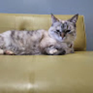 Meet your Posher, Amalia